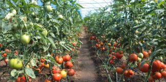 Bani mai mulţi pentru Programul Tomata