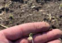 A început semănatul la mazărea de toamnă