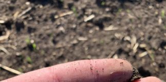 A început semănatul la mazărea de toamnă