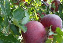 Producție scăzută de mere la Copăceni, în Vâlcea