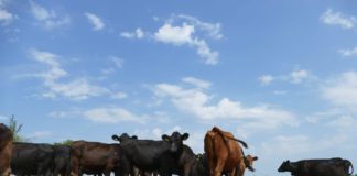 Afacere de succes cu vite Angus în Măciuca, Vâlcea