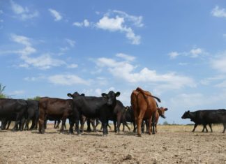 Afacere de succes cu vite Angus în Măciuca, Vâlcea