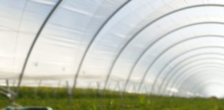 Căpșuni tot timpul anului cu investiții de 100.000 de euro la un hectar de tunele