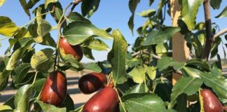 Curmalul chinezesc crește pe nisipuri la Dăbuleni