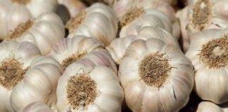 “Usturoiul de Fălcoiu este o himeră”