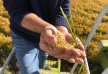 A început recoltatul orezului la Rojişte