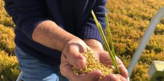 A început recoltatul orezului la Rojişte