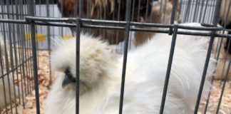 Regal al păsărilor de rasă la Craiova