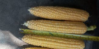 Afacere de succes cu porumb zaharat în Poiana Mare