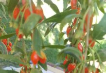 Goji BIO Brașov, o cultură cu randament și o investiție în sănătatea tututor