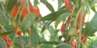 Goji BIO Brașov, o cultură cu randament și o investiție în sănătatea tututor