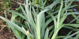 Prazul oltenesc se vinde online