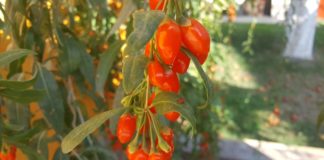 Goji Bio Brașov, cea mai mare și performantă pepinieră din țară