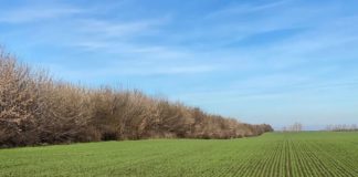 SCDA Caracal are pe terenurile sale 20 km de perdele forestiere