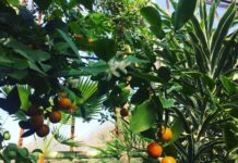 În miezul iernii, plantele exotice din Africa sau Insule Canare sunt atracția din serele Grădinii Botanice din Craiova