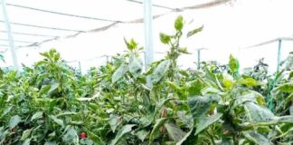 Platformă online dedicată micilor producători de legume