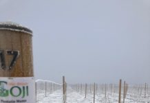 A nins peste cea mai performantă pepinieră de Goji din țară