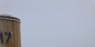 A nins peste cea mai performantă pepinieră de Goji din țară