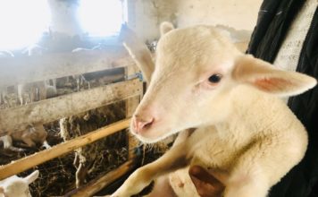 Cum va fi prețul mieilor de Paște