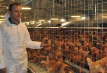 Un mare fermier din Mehedinți caută sprijin pentru ferma sa de găini