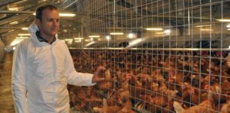 Un mare fermier din Mehedinți caută sprijin pentru ferma sa de găini