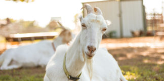 Subvenții plătite de APIA pentru crescătorii de capre