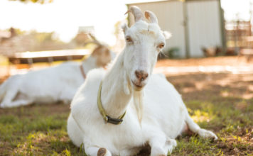 Subvenții plătite de APIA pentru crescătorii de capre