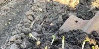 Cultivatorii de mazăre, așteptați la SCDA Caracal pentru sămânță