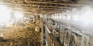 Abatoarele mobile, o promisiune deșartă