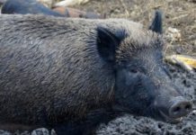 Situație oficială cu privire la focarele active de pestă porcină africană la mistreți