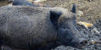 Situație oficială cu privire la focarele active de pestă porcină africană la mistreți