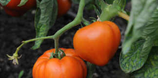 Programul de sprijin pentru tomate continuă și în 2020!