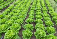 Ferma de la Perișor livrează verdețuri proaspete și răsaduri de calitate