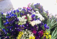 Afacere cu plante nemuritoare “Limonium” în comuna Copăceni din Ilfov