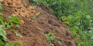 Cartofii noi românești din Dăbuleni au luat drumul piețelor din țară