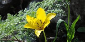 A înflorit Laleaua Galbenă de Cazane, numită și Laleaua Bănățeană