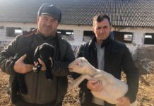 Cum va fi prețul mieilor de Paște. Fermierii nu-și pot vinde mieii din cauza pandemiei