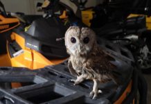 Altfel de salvatori. O bufniță rănită a fost îngrijită de Salvamont Gorj