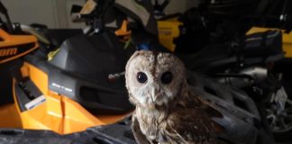 Altfel de salvatori. O bufniță rănită a fost îngrijită de Salvamont Gorj