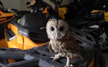 Altfel de salvatori. O bufniță rănită a fost îngrijită de Salvamont Gorj