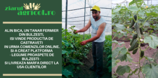Alin Bica, un tanar fermier din Bulzesti, isi vinde productia de castraveti in urma comenzilor online. Si-a creat platforma – Legume proaspete de Bulzesti – si livreaza marfa direct la usa clientilor