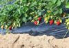 Astăzi a început recoltatul căpșunilor la Ferma Draghici din localitatea Mârșani, județul Dolj