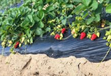 Astăzi a început recoltatul căpșunilor la Ferma Draghici din localitatea Mârșani, județul Dolj