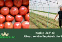 Roșiile „roz ”de Albești se vând în piețele din Sibiu