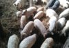 Asociația Producătorilor de Carne de Porc din România face apel la Guvern