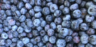 Recolta de afine din localitatea Robanesti-Dolj ajunge in supermarketurile din Anglia