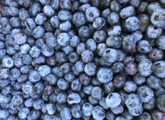 Recolta de afine din localitatea Robanesti-Dolj ajunge in supermarketurile din Anglia