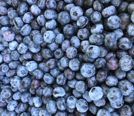 Recolta de afine din localitatea Robanesti-Dolj ajunge in supermarketurile din Anglia