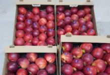 Merele cultivate la Copăceni au o piaţă din ce în ce mai mare de desfacere în Belgia. Înainte de 1990, zona era cunoscută pentru livezile sale, însă terenurile au fost retrocedate şi plantaţiile au fost abandonate.