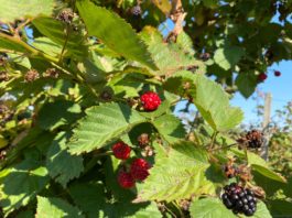 Mure si Zmeura de pe JIU